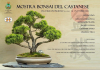 Castano / Eventi - Mostra bonsai 