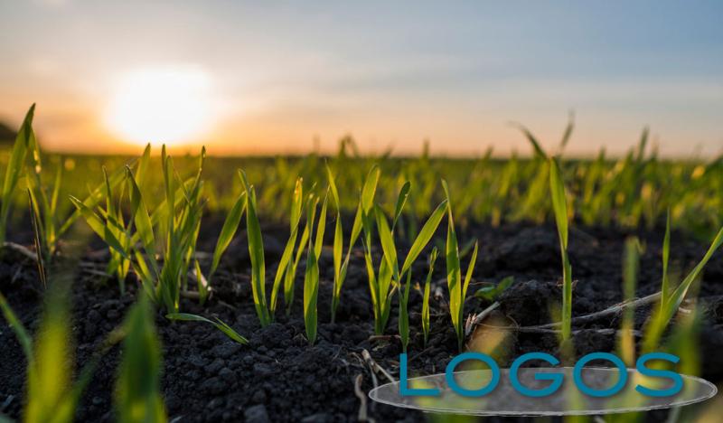 Attualità - Agricoltura (Foto internet) Attualità - Agricoltura (Foto internet)