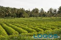 Ambiente - Agricoltura (Foto internet)