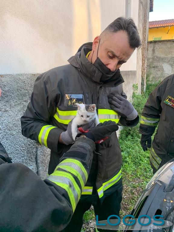 Cuggiono - Gatto soccorso dai Vigili del Fuoco