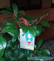 Castano / Sociale - Cartoline: "basta violenze".1