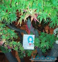 Castano / Sociale - Cartoline: "basta violenze".3