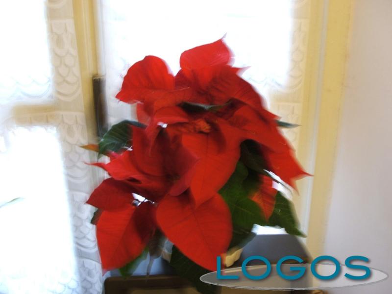 Attualità - Stella di Natale (Foto internet)