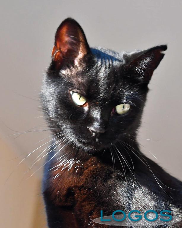 Attualità - Gatto 