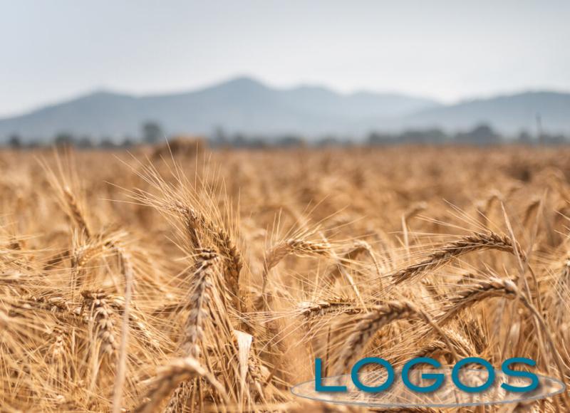 Ambiente - Campo (Foto internet)