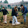 Canegrate - Studenti piantano alberi