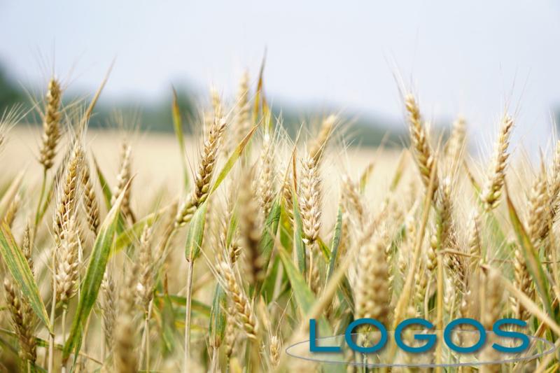 Ambiente - Campo di grano 