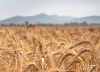 Territorio - Agricoltura (Foto internet)