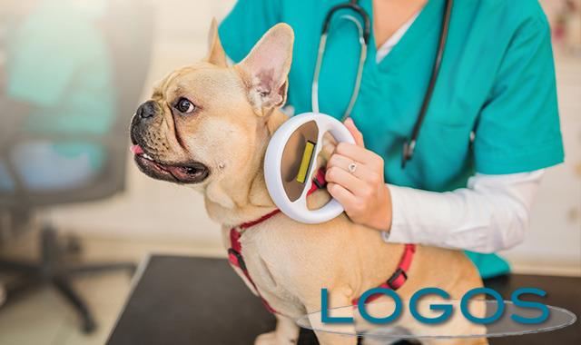 Attualità - Microchip animali 