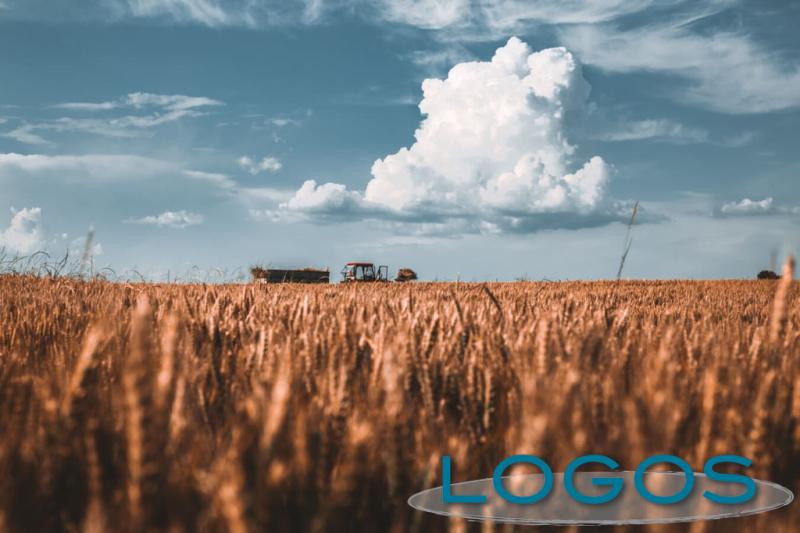 Attualità - Campo di grano (Foto internet)