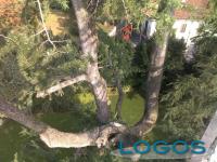 Ambiente - Potatura alberi (Foto internet)
