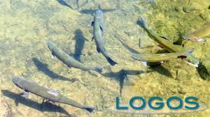 Ambiente - Pesci (Foto internet) Ambiente - Pesci (Foto internet)