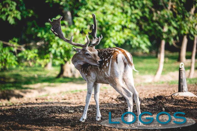 Territorio - Animali soccorsi 