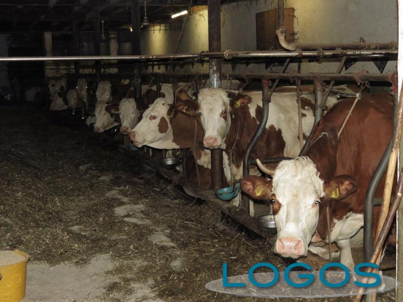 Attualità - Stalla (Foto internet)