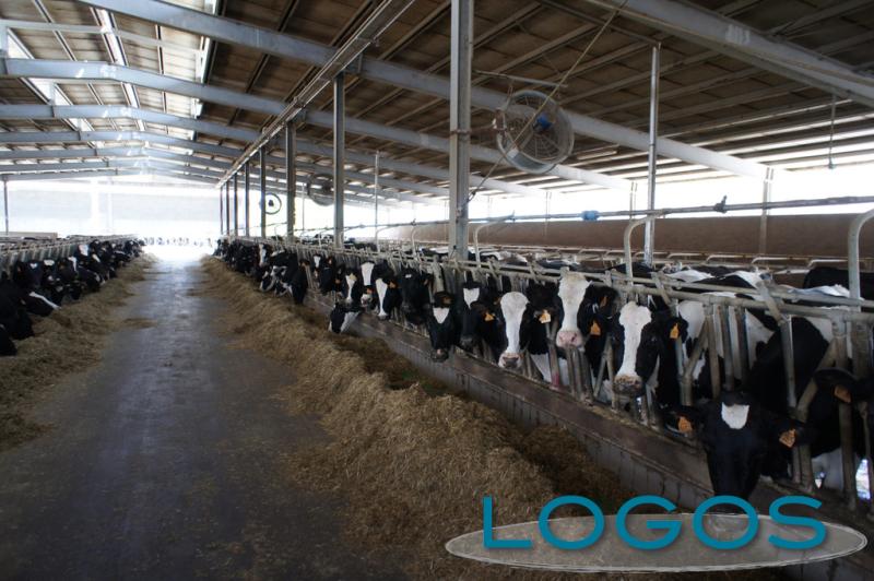 Ambiente - Stalla (Foto internet) Ambiente - Stalla (Foto internet)