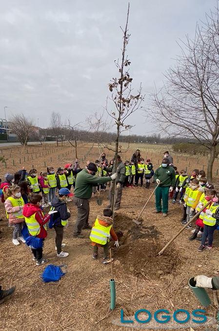 Ambiente - Alberi a Lainate 
