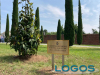 Turbigo - La magnolia e la targa per le vittime del Covid 