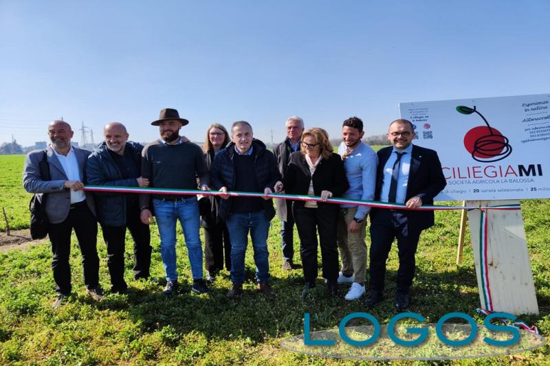 Milano / Ambiente - 6 mila piante di ciliegi 