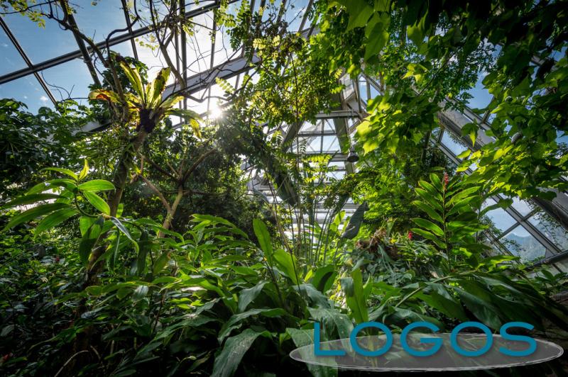 Cultura - Serra tropicale del MUSE Cultura - Serra tropicale del MUSE