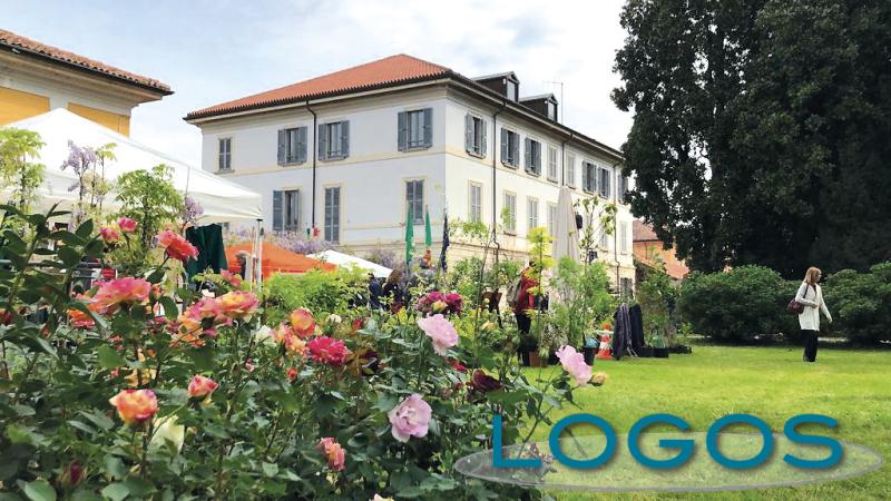 Inveruno - Un momento di Floribunda