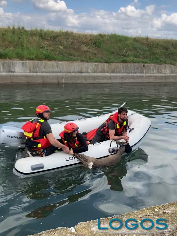 Territorio - Il salvataggio del capriolo 