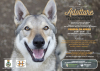 Castano / Eventi - Serata sull'adozione dei cani 
