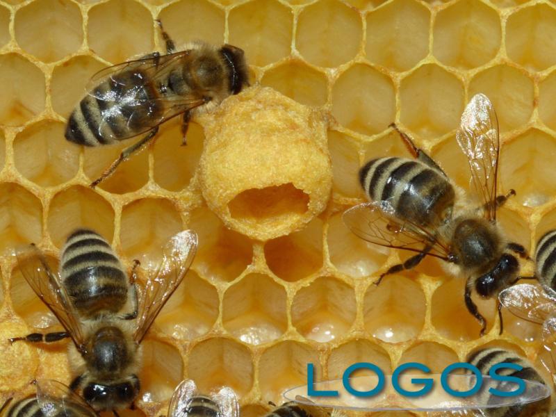 Ambiente - Alveare (Foto internet)