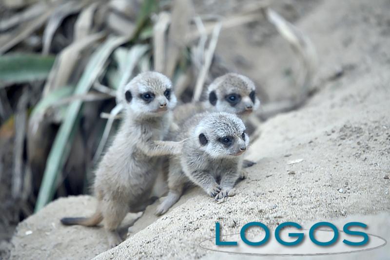 Attualità - Nuovi cuccioli a 'Le Cornelle' 