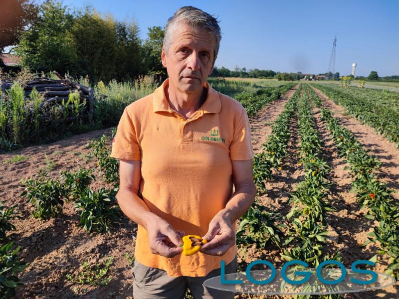 Ambiente - Caldo: frutta e verdura ustionate Ambiente - Caldo: frutta e verdura ustionate