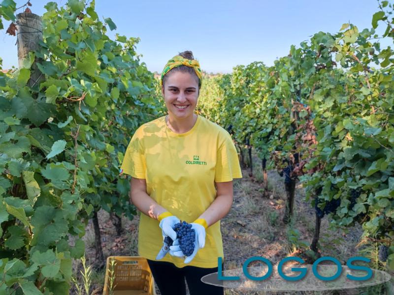 Ambiente - Vendemmia 