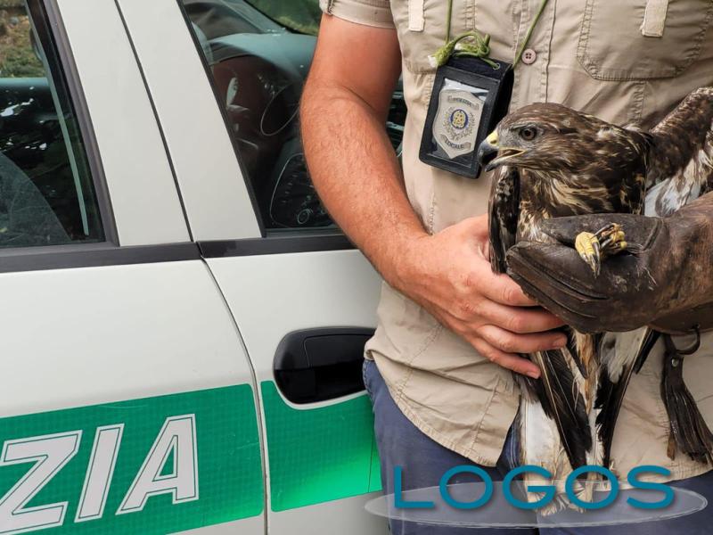 Castano Primo - Salvata una poiana, agosto 2022