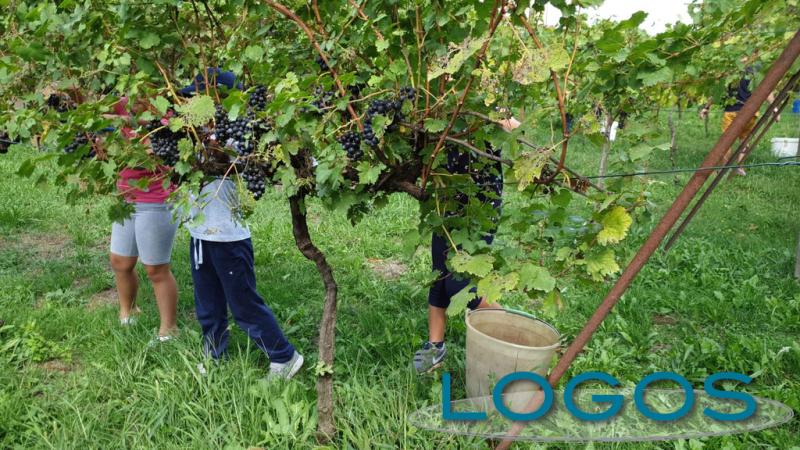 Cuggiono - Vendemmia 2022, una foto storica