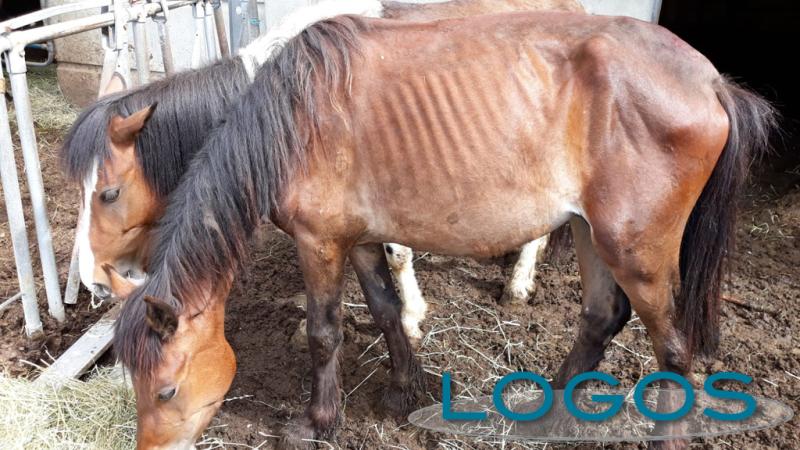 Cronaca - Alcuni degli animali sequestrati 