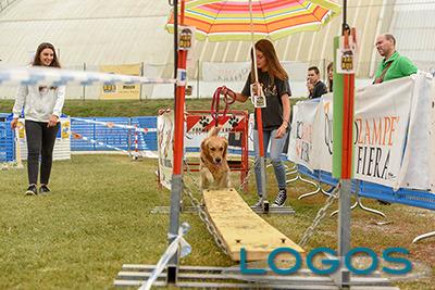 Eventi - Sport a 'Quattrozampeinfiera'