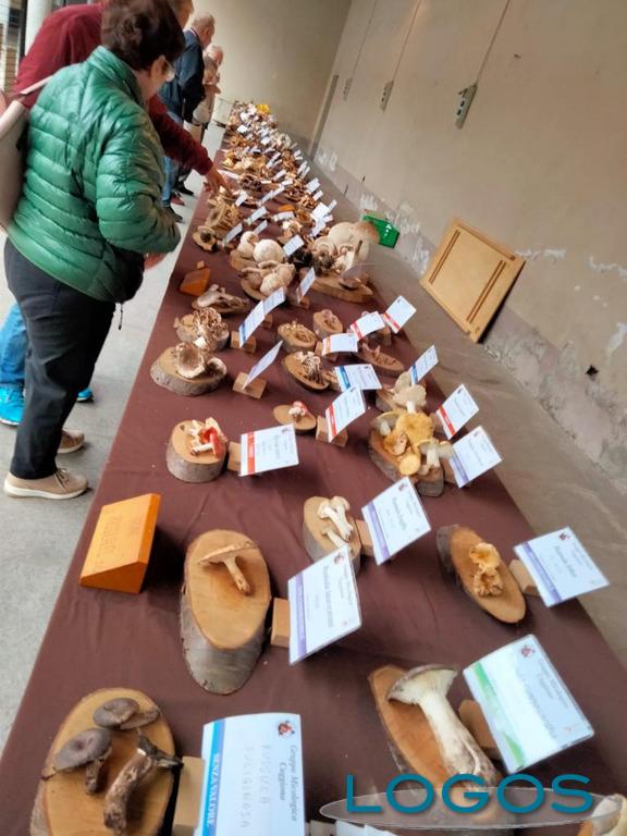 Cuggiono - Mostra Micologica 2022