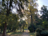 Cuggiono - Alberi d'autunno in Villa Annoni