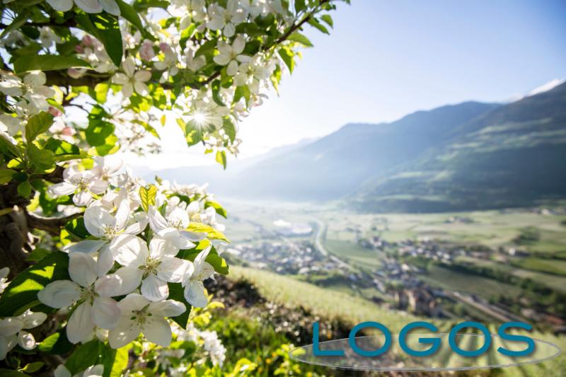 Eventi - Bolzano con le mele