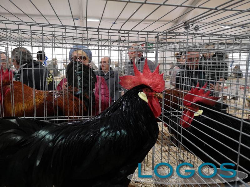 Inveruno, Eventi, Fiera San Martino