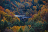 Eventi - Treno del Foliage 