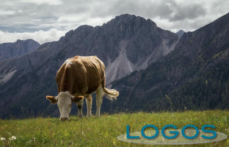 Ambiente - Mucca in montagna Ambiente - Mucca in montagna
