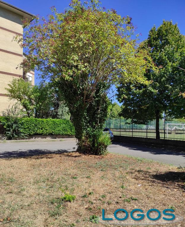 Legnano - Aiuola della biodiversità