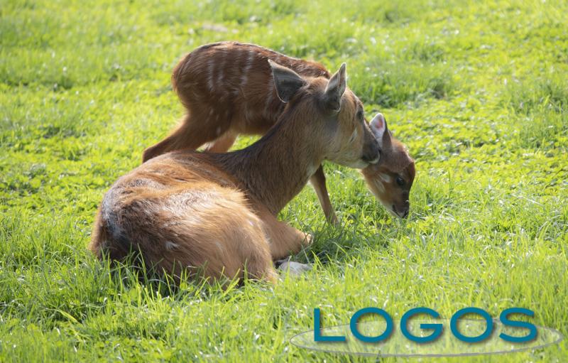 Animali - Cerbiatti al Parco Le Cornelle Animali - Cerbiatti al Parco Le Cornelle