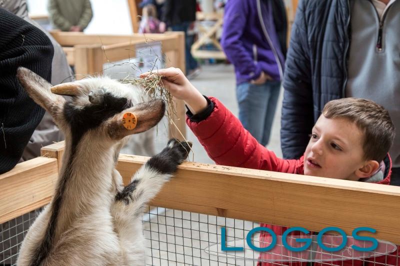 Mostra del capretto vigezzino - ph. Studio RDS (1).jpg