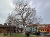 Legnano - Il platano del Sant'Erasmo