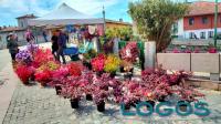 Boffalora - Boffalora in fiore