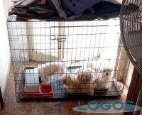 Animali - Cucciolini pavesi intrappolati
