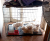 Animali - Cucciolini pavesi intrappolati