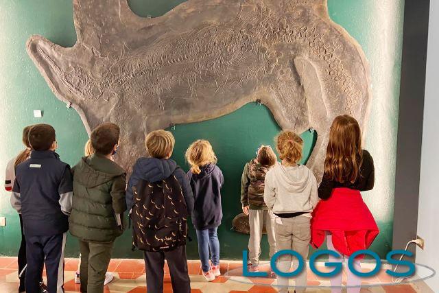 Territorio - Fossili a Besano