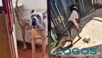 Cronaca - Cane corso e pitbull liberati