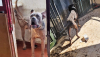 Cronaca - Cane corso e pitbull liberati